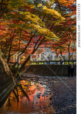 靜岡縣遠富國一宮市小國神社的秋葉 135014729