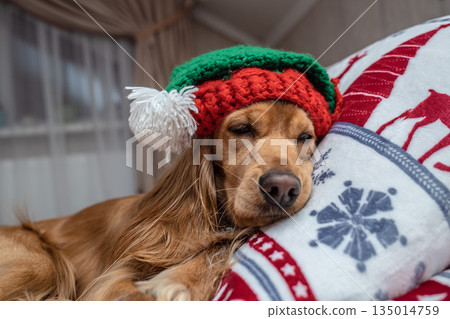 Cute dog in Christmas hat lying on festive pillow indoors, close up, cozy holiday scene 135014759
