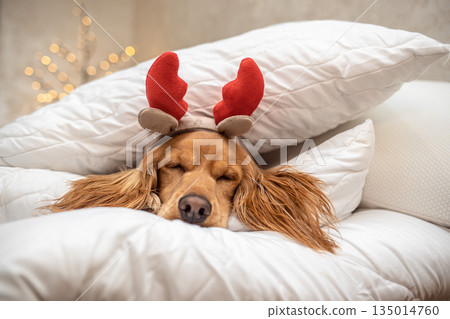 Adorable dog with reindeer antlers sleeping on cozy white pillows, Christmas holiday concept Adorable dog with reindeer antlers sleeping on cozy white pillows, Christmas holiday concept 135014760