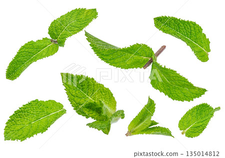 Fresh green mint leaves isolated on white background, top view Fresh green mint leaves isolated on white background, top view 135014812