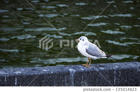 Adorable seagulls resting by the water Adorable seagulls resting by the water 135014823