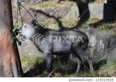 Japanese serow 135014919