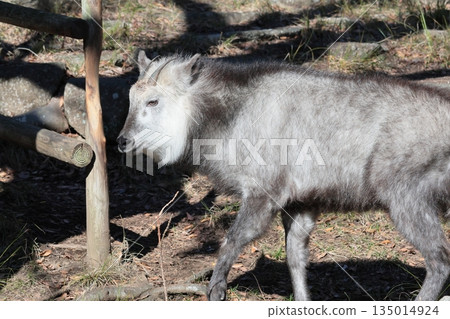 Japanese serow Japanese serow 135014924