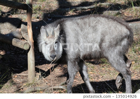 Japanese serow Japanese serow 135014926