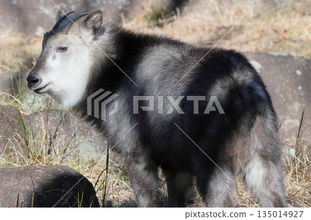 Japanese serow 135014927