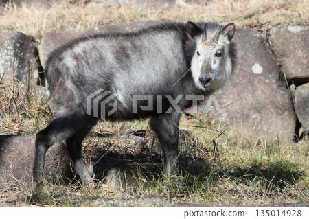 Japanese serow Japanese serow 135014928
