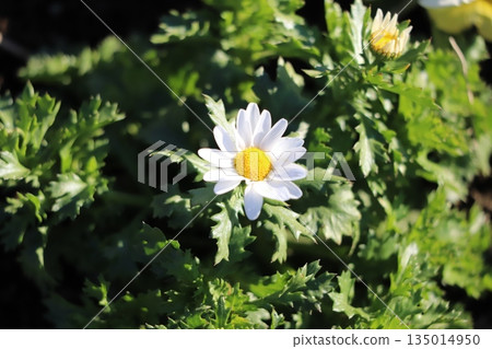 冬季花園中盛開的北極白花 冬季花園中盛開的北極白花 135014950