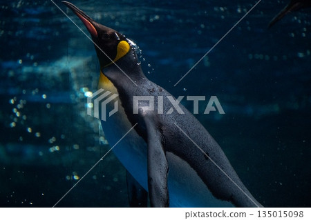 企鵝游泳 135015098