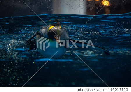 企鵝游泳 企鵝游泳 135015100