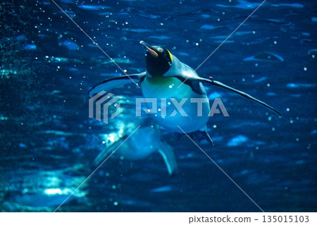 企鵝游泳 135015103