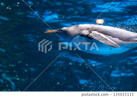 Penguins swimming Penguins swimming 135015115