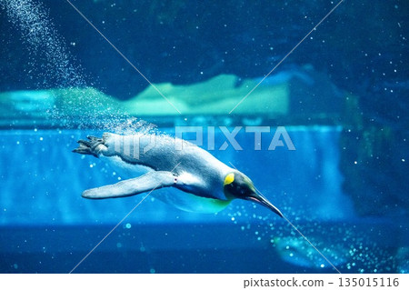 Penguins swimming Penguins swimming 135015116
