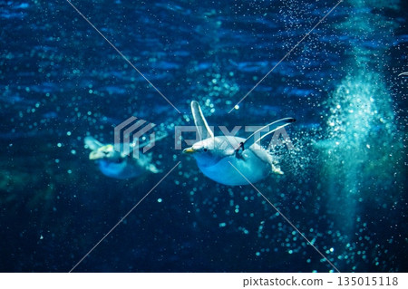 Penguins swimming Penguins swimming 135015118