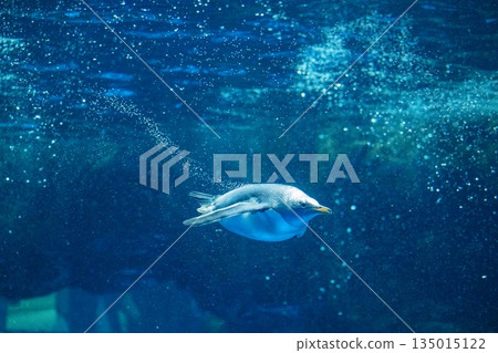 Penguins swimming 135015122