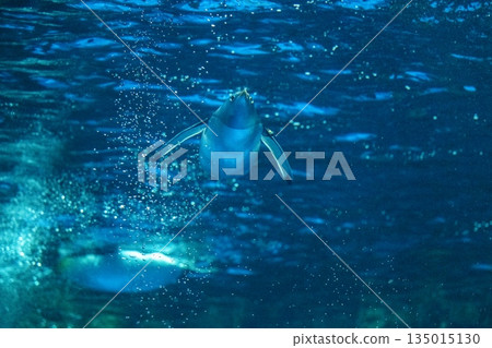 企鵝游泳 企鵝游泳 135015130