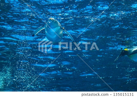 企鵝游泳 135015131