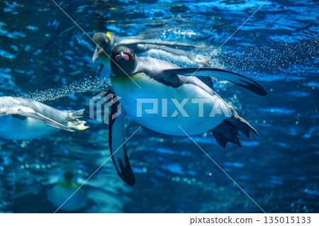 Penguins swimming Penguins swimming 135015133