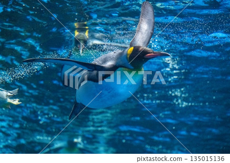 企鵝游泳 135015136