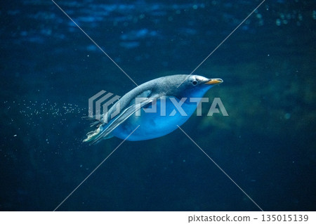 Penguins swimming Penguins swimming 135015139