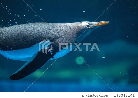 Penguins swimming Penguins swimming 135015141
