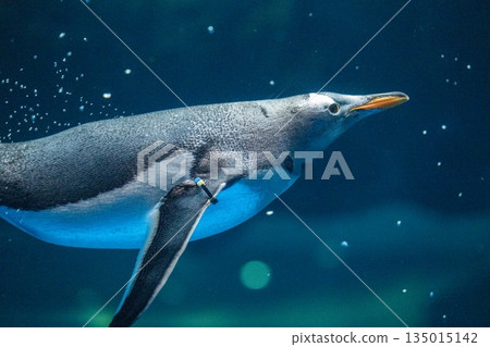 Penguins swimming 135015142