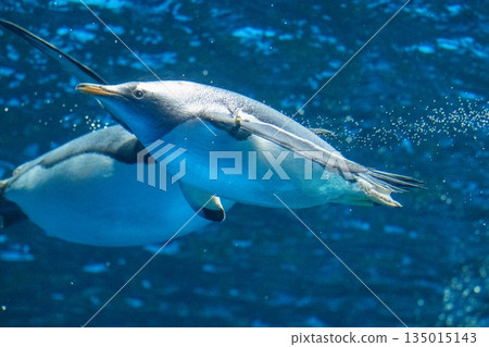 Penguins swimming Penguins swimming 135015143