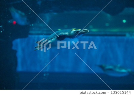 企鵝游泳 135015144