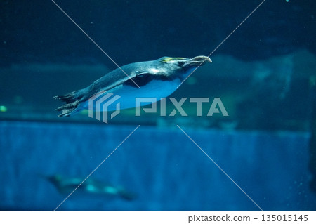 企鵝游泳 135015145