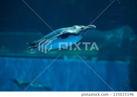 Penguins swimming 135015146