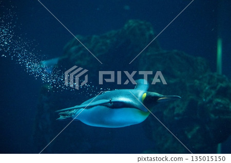 Penguins swimming 135015150