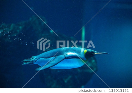 企鵝游泳 135015151