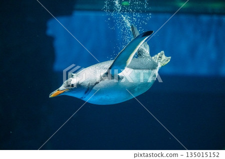 企鵝游泳 企鵝游泳 135015152