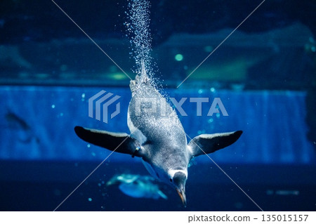 Penguins swimming Penguins swimming 135015157