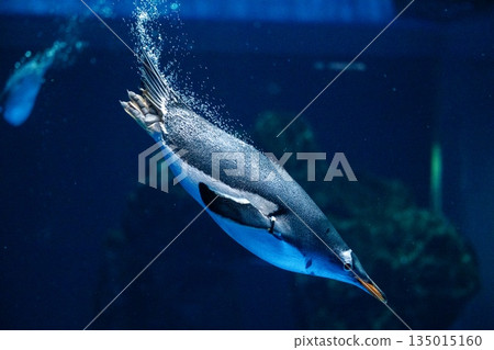 企鵝游泳 企鵝游泳 135015160