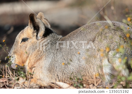 馬拉 馬拉 135015192