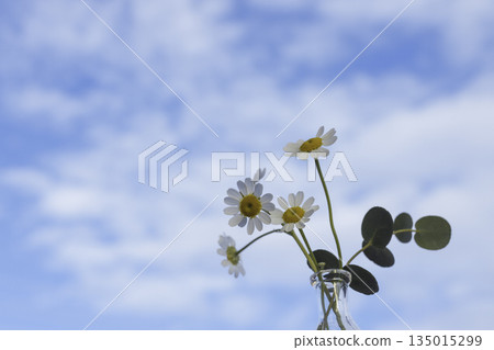 Matricaria in a glass vase with a blue sky and clouds in the background (single flower vase, with space) Matricaria in a glass vase with a blue sky and clouds in the background (single flower vase, with space) 135015299