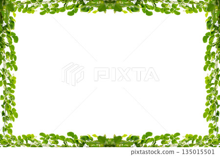 vine frame leaf vine circle Isolate on transparent background PNG file vine frame leaf vine circle Isolate on transparent background PNG file 135015501