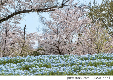 Nemophila and cherry blossoms together 135015531