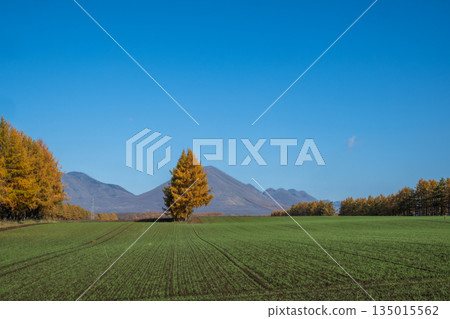 秋日十勝原－壯麗的北方大地 135015562