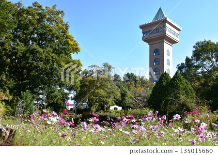 Green Tower and full-blooming cosmos at Asamizo Park in Sagamihara, Kanagawa Prefecture Green Tower and full-blooming cosmos at Asamizo Park in Sagamihara, Kanagawa Prefecture 135015660