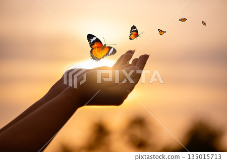 Butterfly Resting on Finger Tip Against Golden Sunset Sky. Butterfly resting finger tip hand touch freedom inspiration nature concept hope serenity golden sunset sunrise silhouette sky background anim 135015713