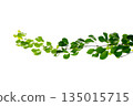 vine frame leaf vine isolates on a white background 135015715
