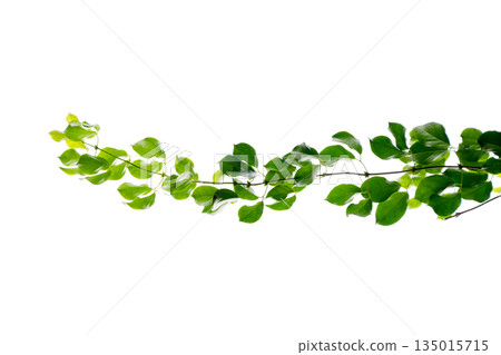 vine frame leaf vine isolates on a white background vine frame leaf vine isolates on a white background 135015715