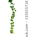 vine frame leaf vine isolates on a white background 135015716