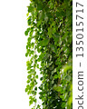 vine frame leaf vine isolates on a white background 135015717