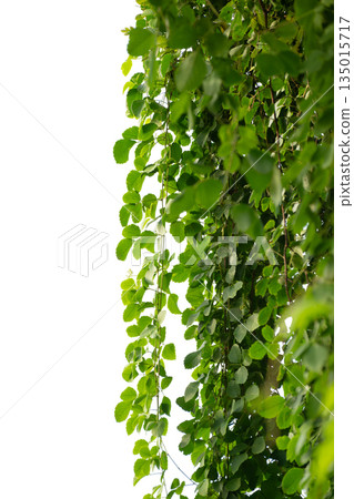 vine frame leaf vine isolates on a white background 135015717