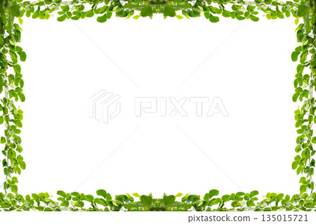 vine frame leaf vine isolates on a white background 135015721