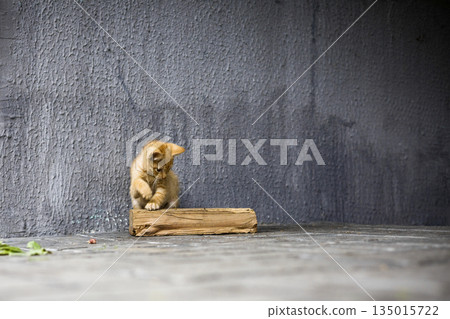 A small orange kitten interacts with a wooden log while sitting on a stone floor. The setting includes a plain gray wall and some greenery nearby 135015722