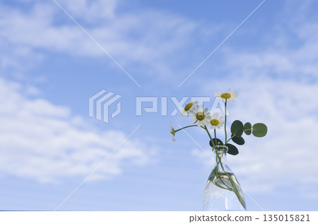 Matricaria and eucalyptus in a glass vase with blue sky and clouds in the background (blank space, copy space) Matricaria and eucalyptus in a glass vase with blue sky and clouds in the background (blank space, copy space) 135015821