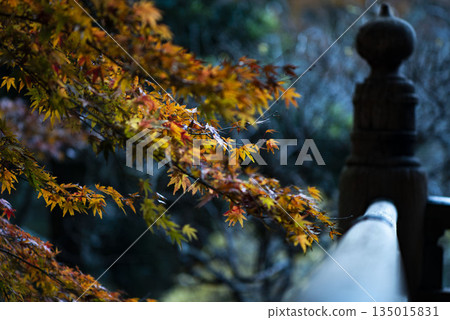 鎌倉 251223 妙本寺 9 秋葉 135015831